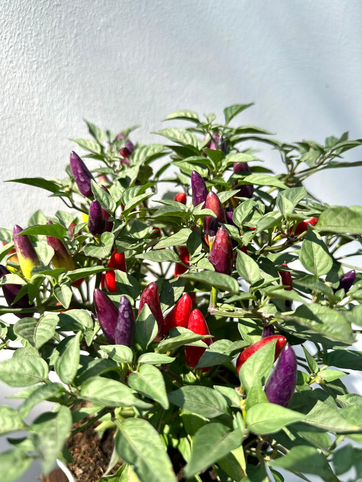 Purple Chilli