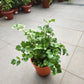 Italian Parsley