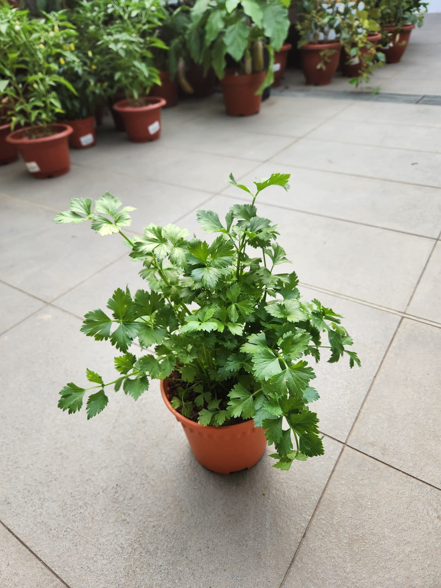 Italian Parsley