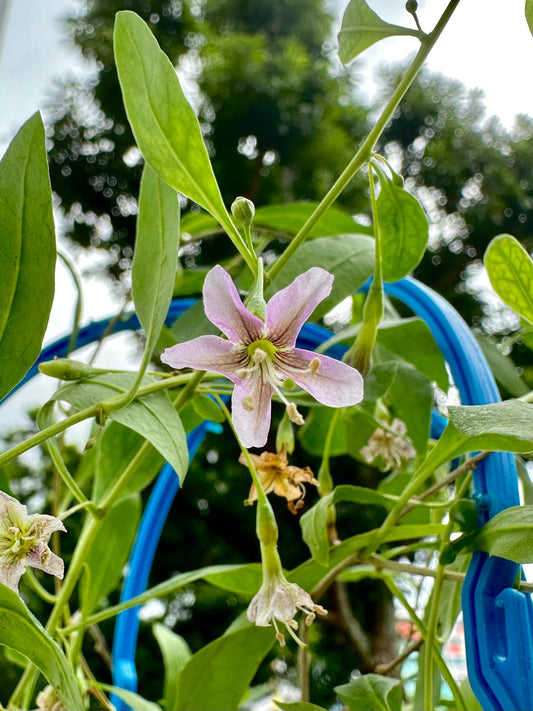 Goji Berry