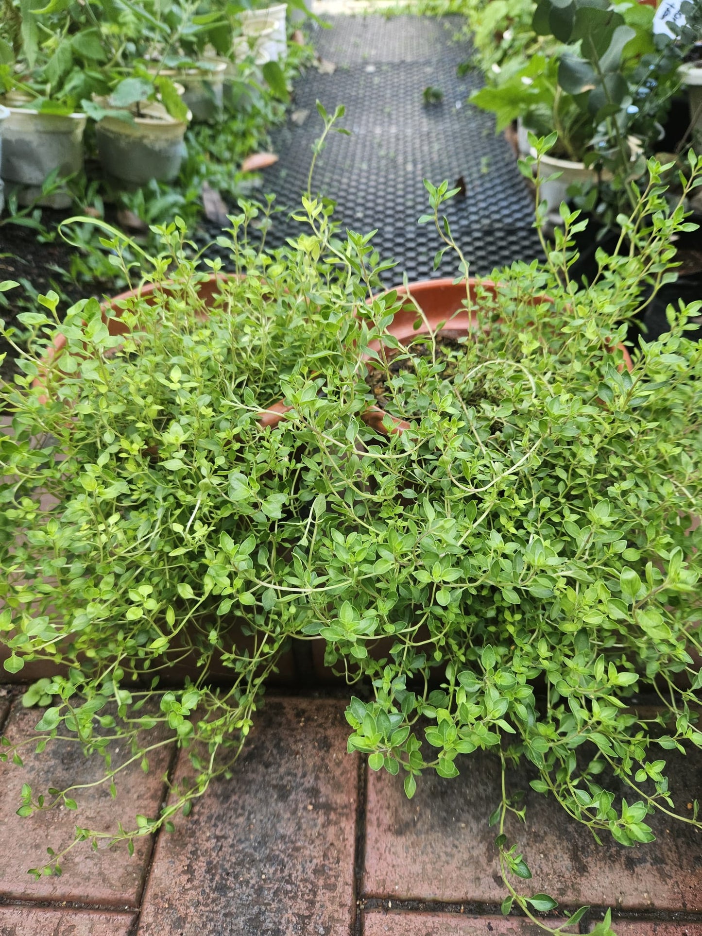 Thyme