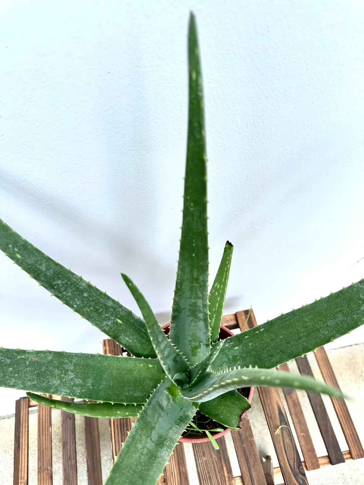 Aloe Vera