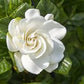 Gardenia