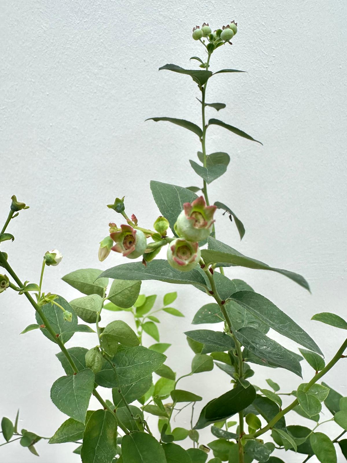 Blueberry Plant