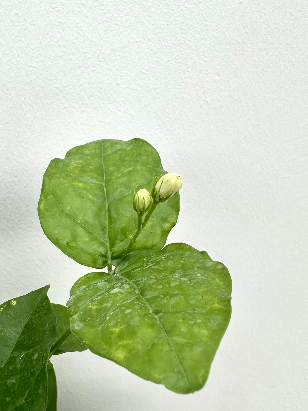 Arabian Jasmine