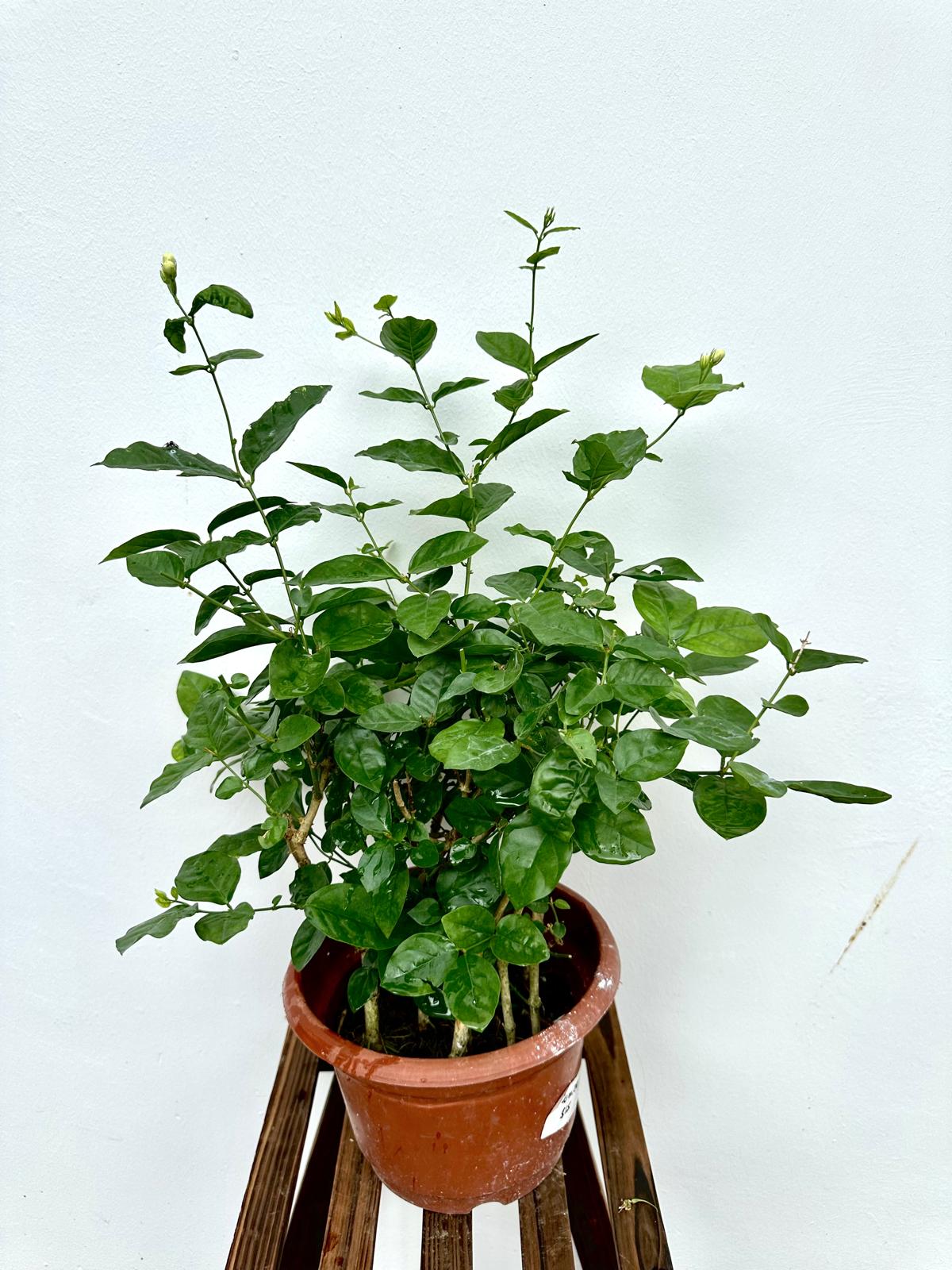 Arabian Jasmine