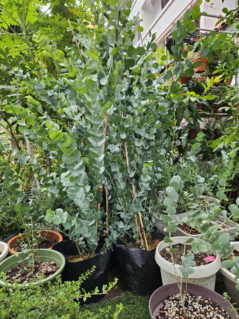 Silver Dollar Eucalyptus