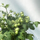 Cherry Tomato