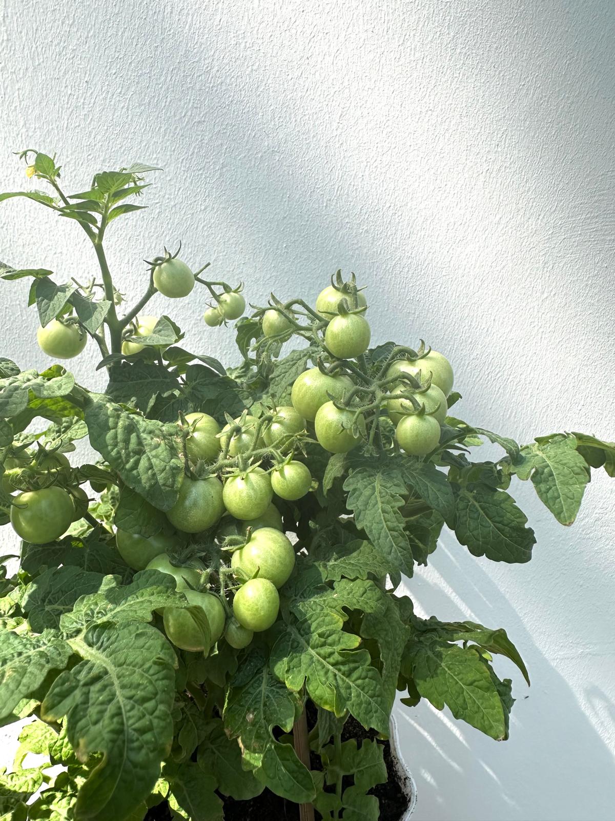 Cherry Tomato