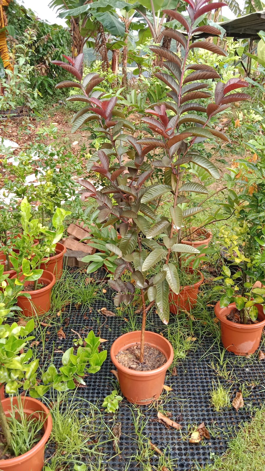 Purple Guava Plant