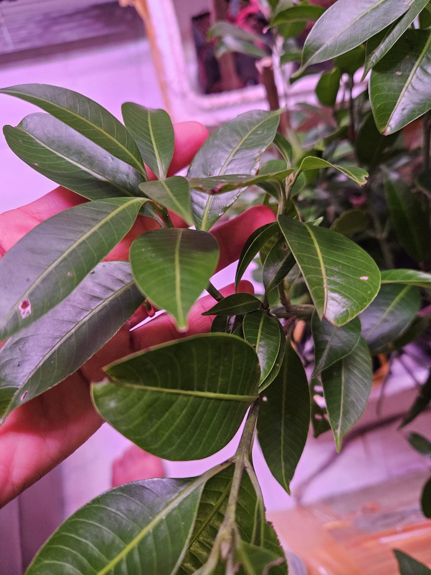 Plum Mango Grafted Fruit Tree