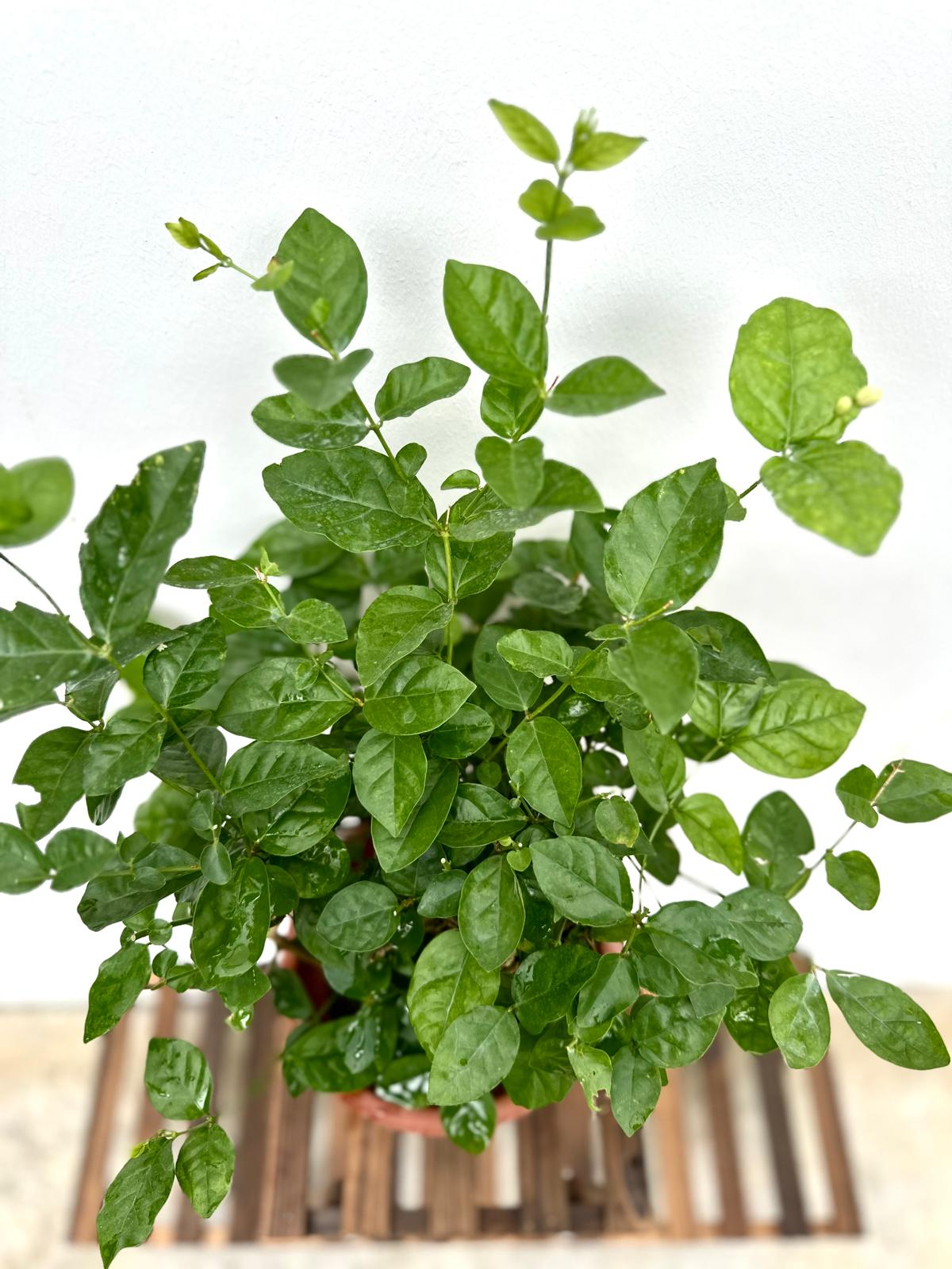 Arabian Jasmine