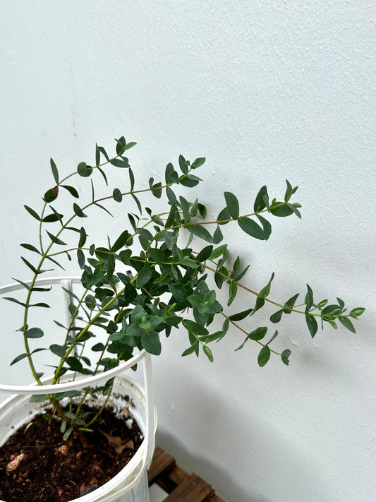 Gunnii Eucalyptus