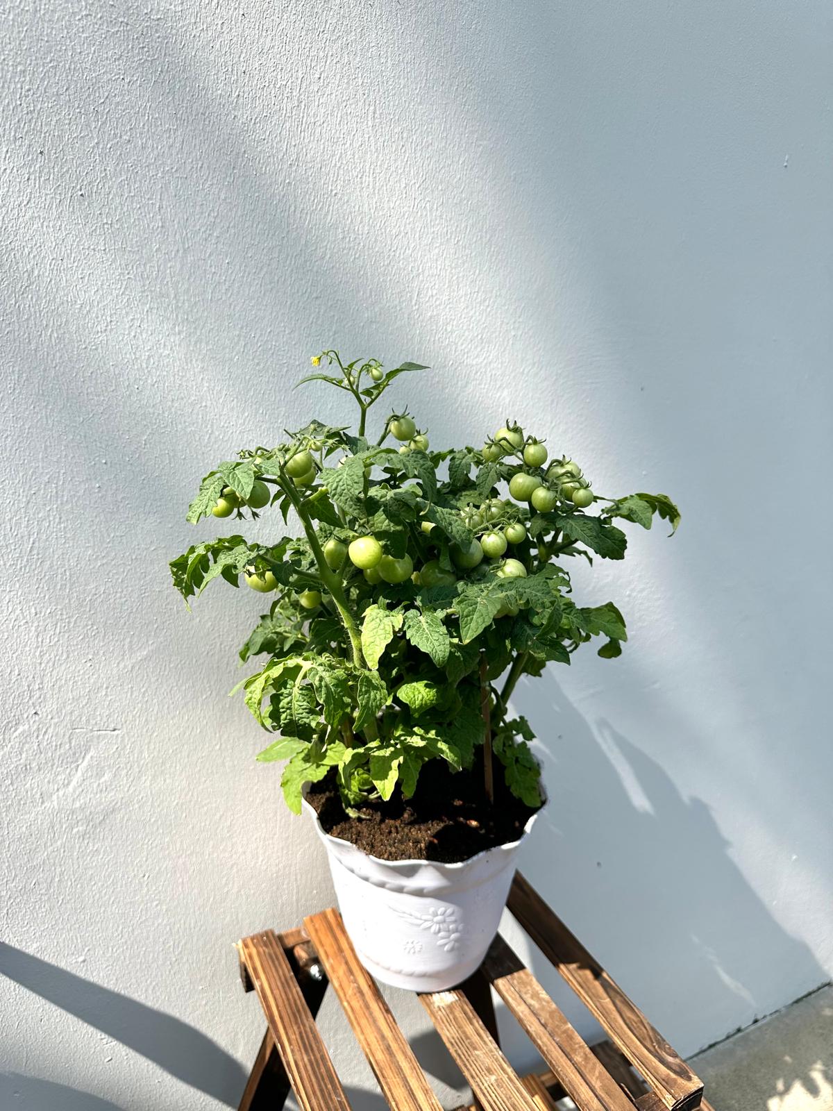Cherry Tomato