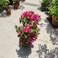 Bougainvillea