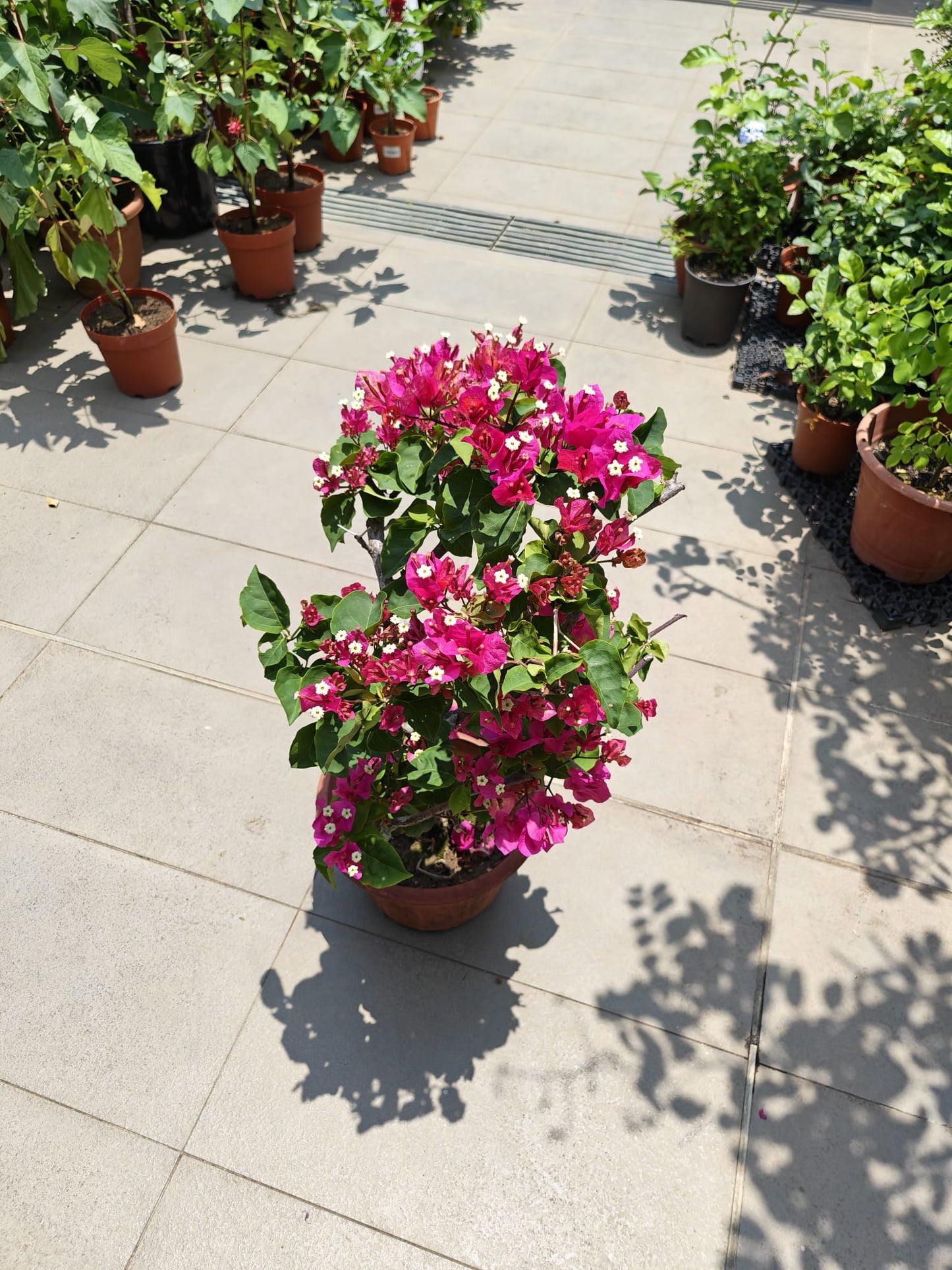 Bougainvillea
