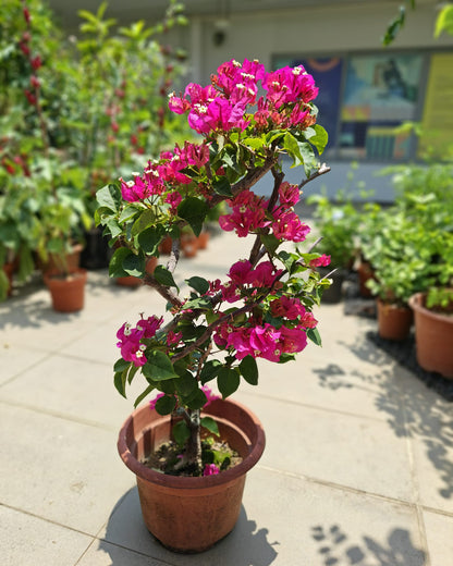 Bougainvillea