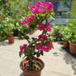 Bougainvillea