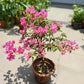 Bougainvillea