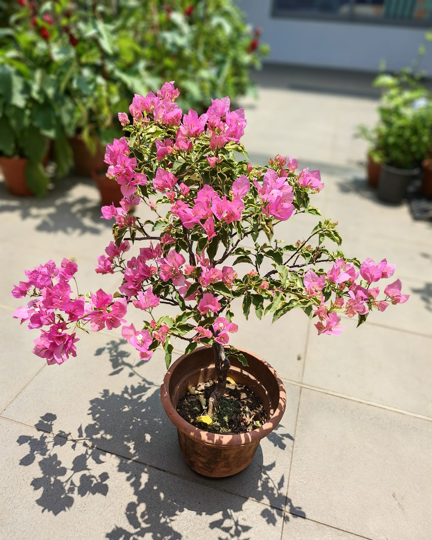 Bougainvillea