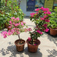 Bougainvillea