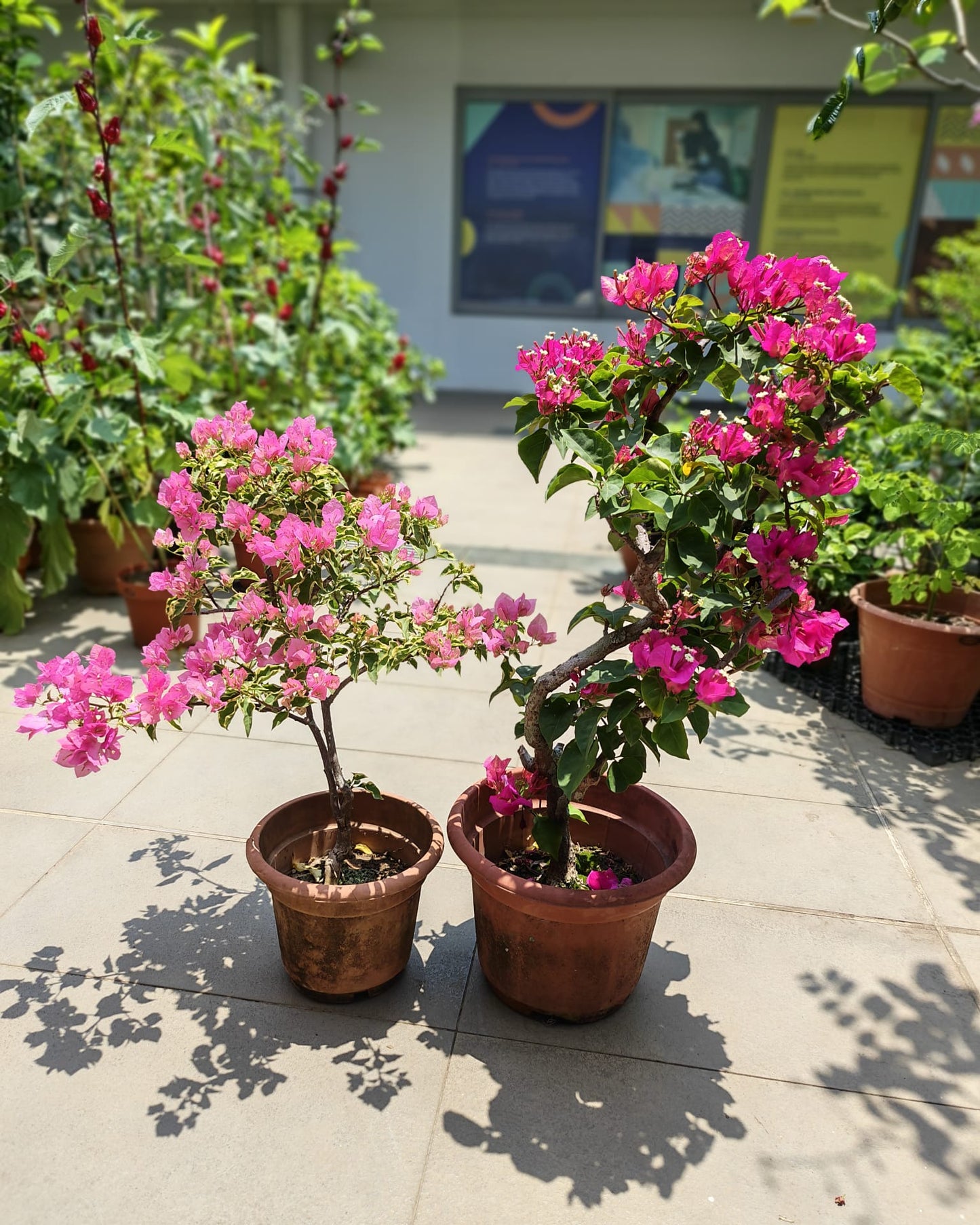 Bougainvillea
