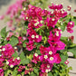 Bougainvillea