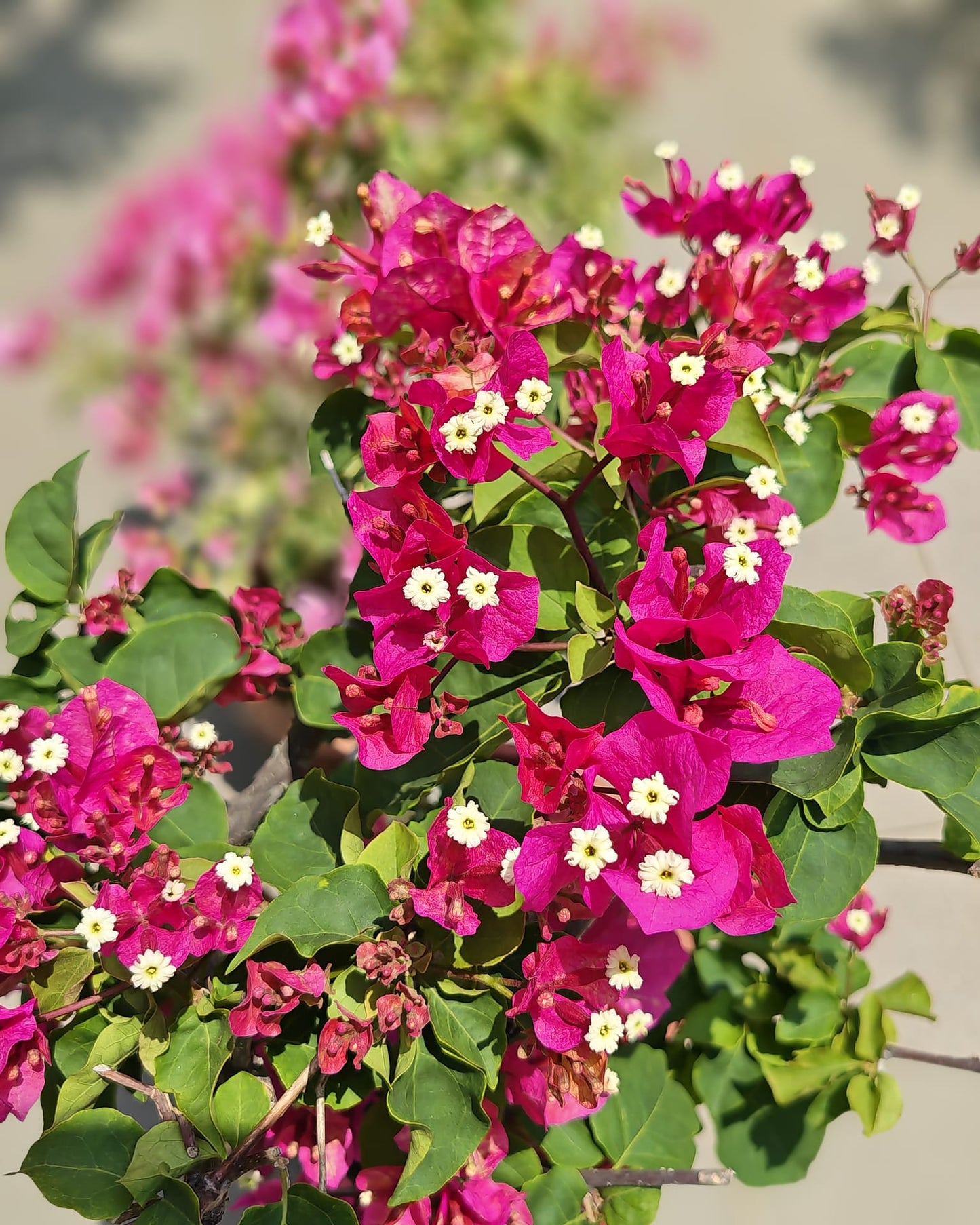 Bougainvillea