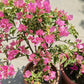 Bougainvillea