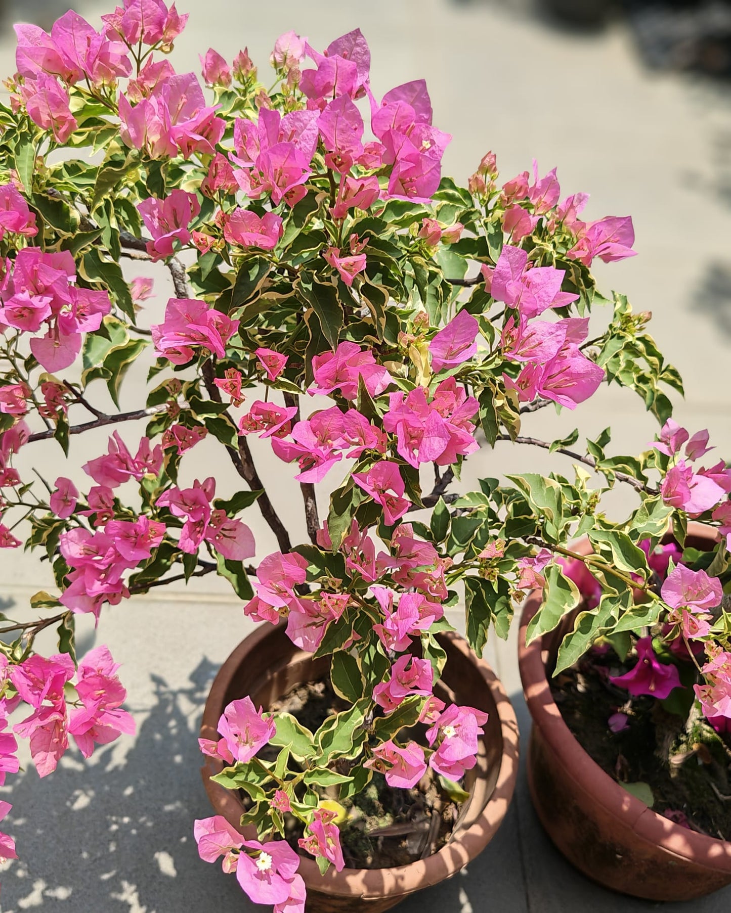 Bougainvillea