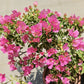 Bougainvillea