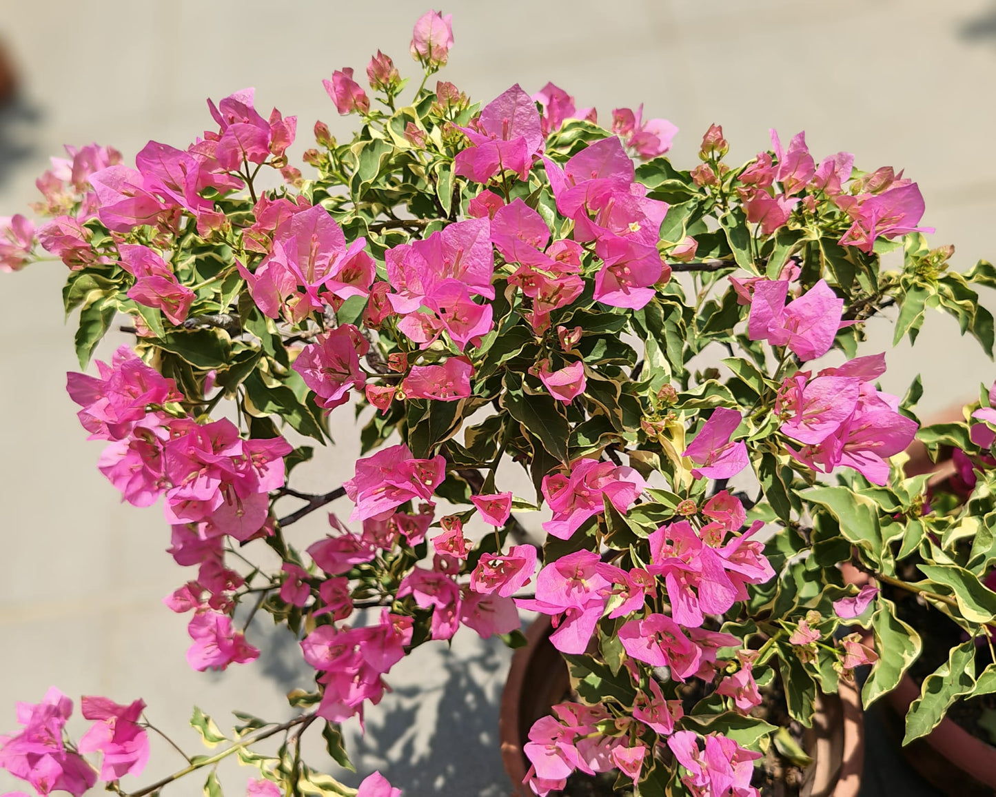 Bougainvillea