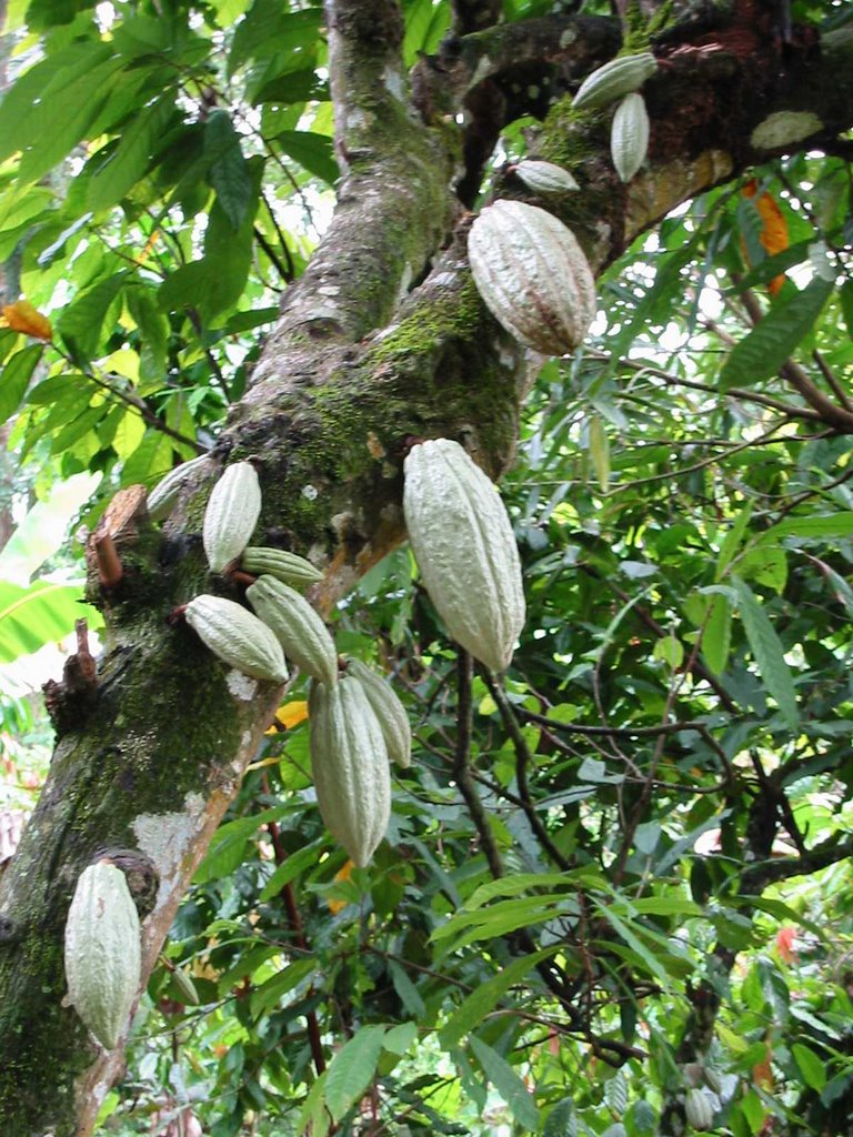 Cacao Grafted Plant