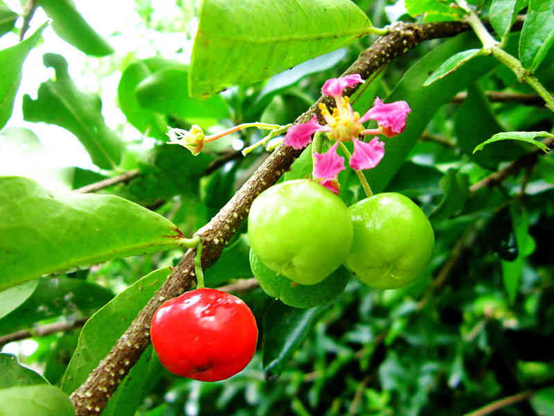 Barbados Cherry