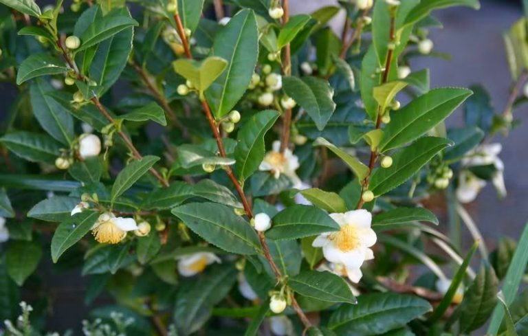 Green Tea Plant