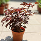 Cranberry Hibiscus (Hibiscus acetosella)