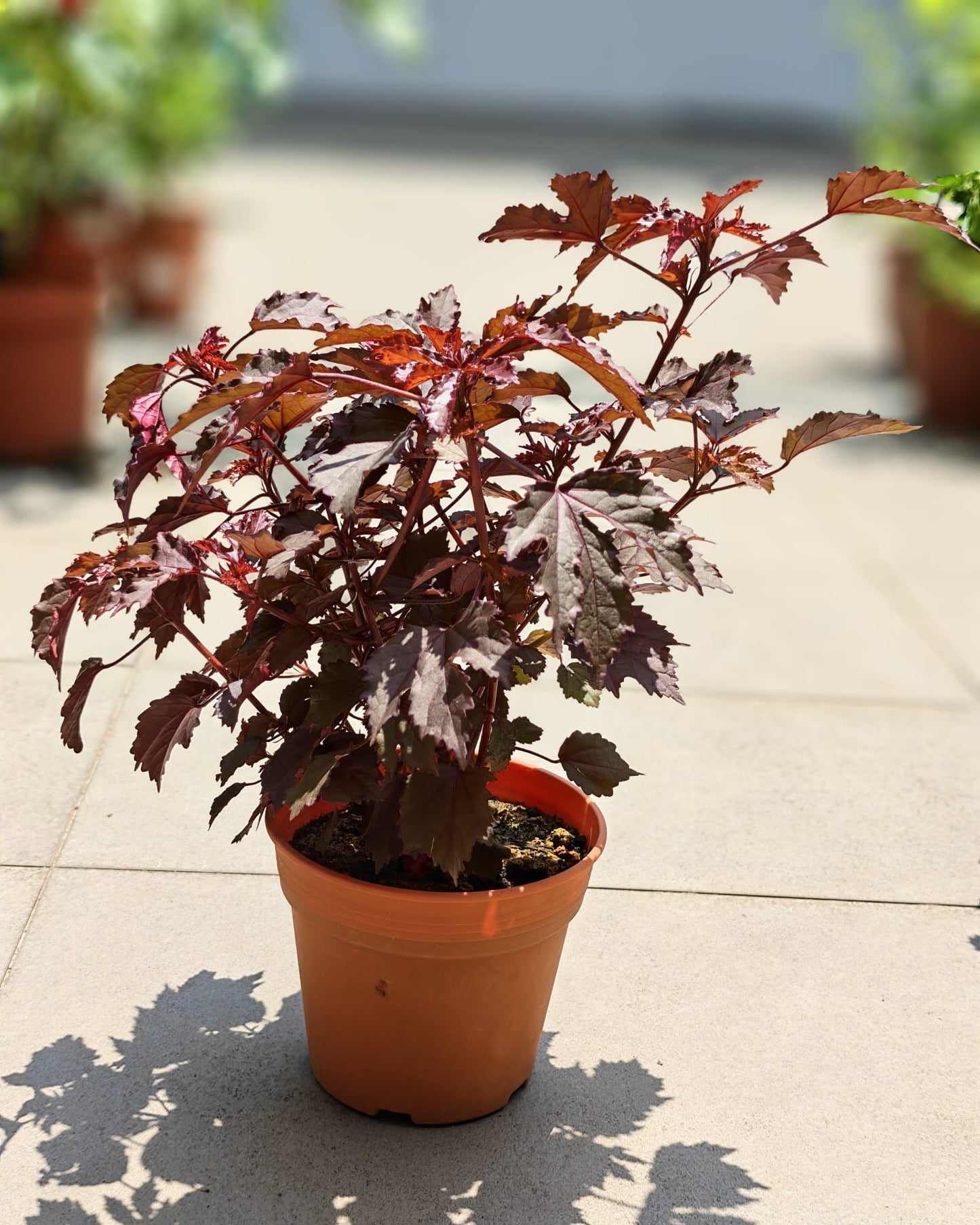 Cranberry Hibiscus (Hibiscus acetosella)