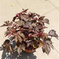 Cranberry Hibiscus (Hibiscus acetosella)