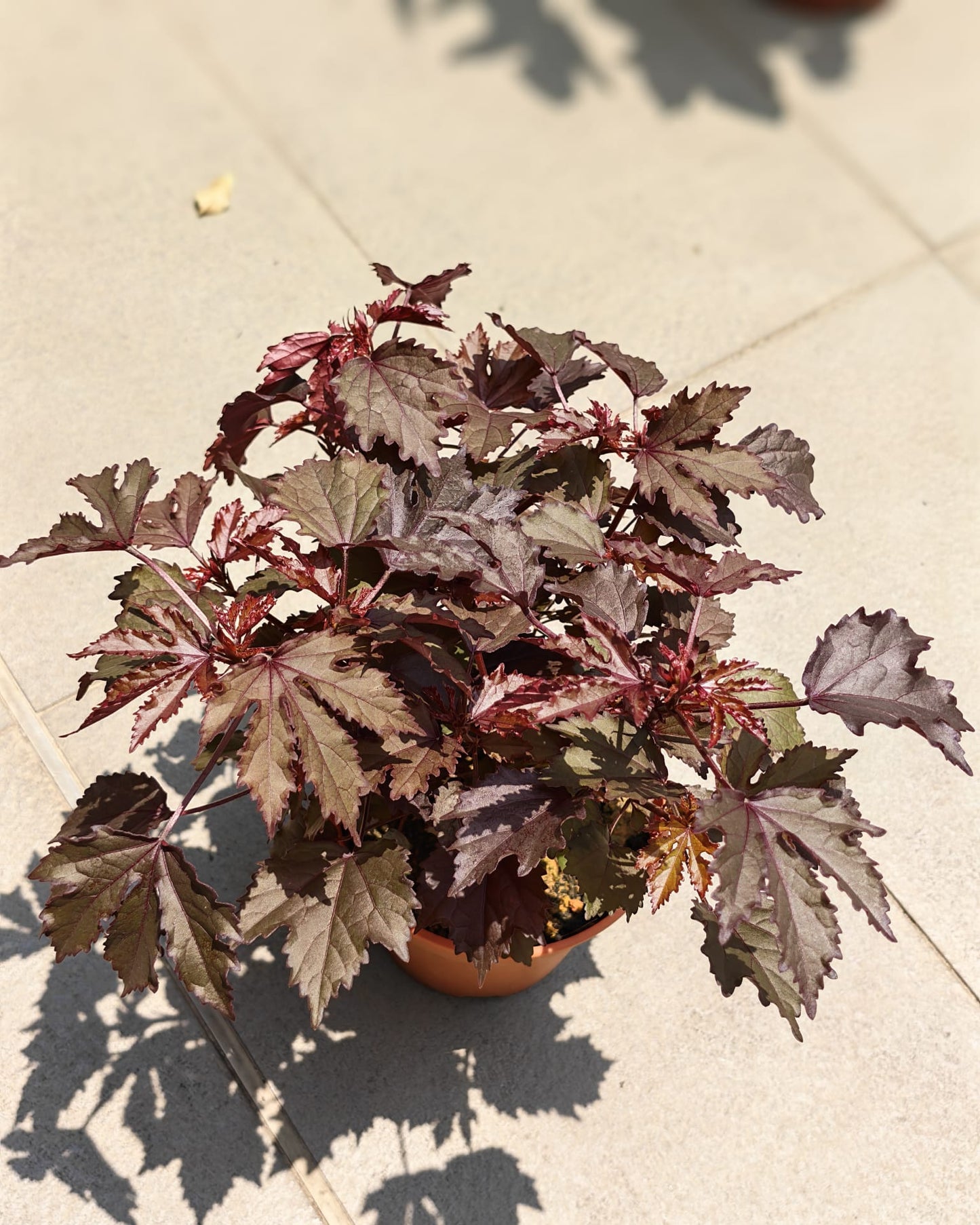 Cranberry Hibiscus (Hibiscus acetosella)