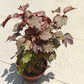 Cranberry Hibiscus (Hibiscus acetosella)