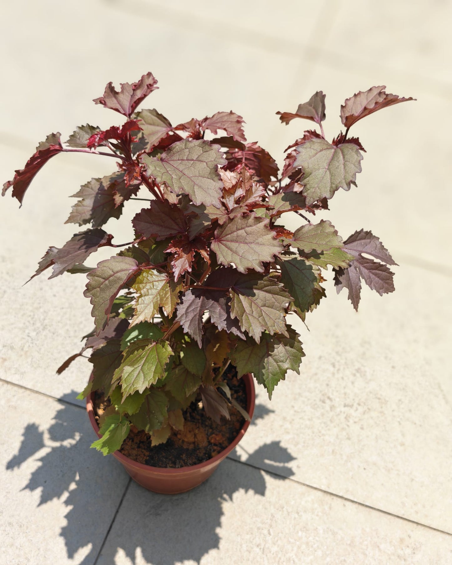 Cranberry Hibiscus (Hibiscus acetosella)