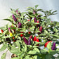 Purple Chilli