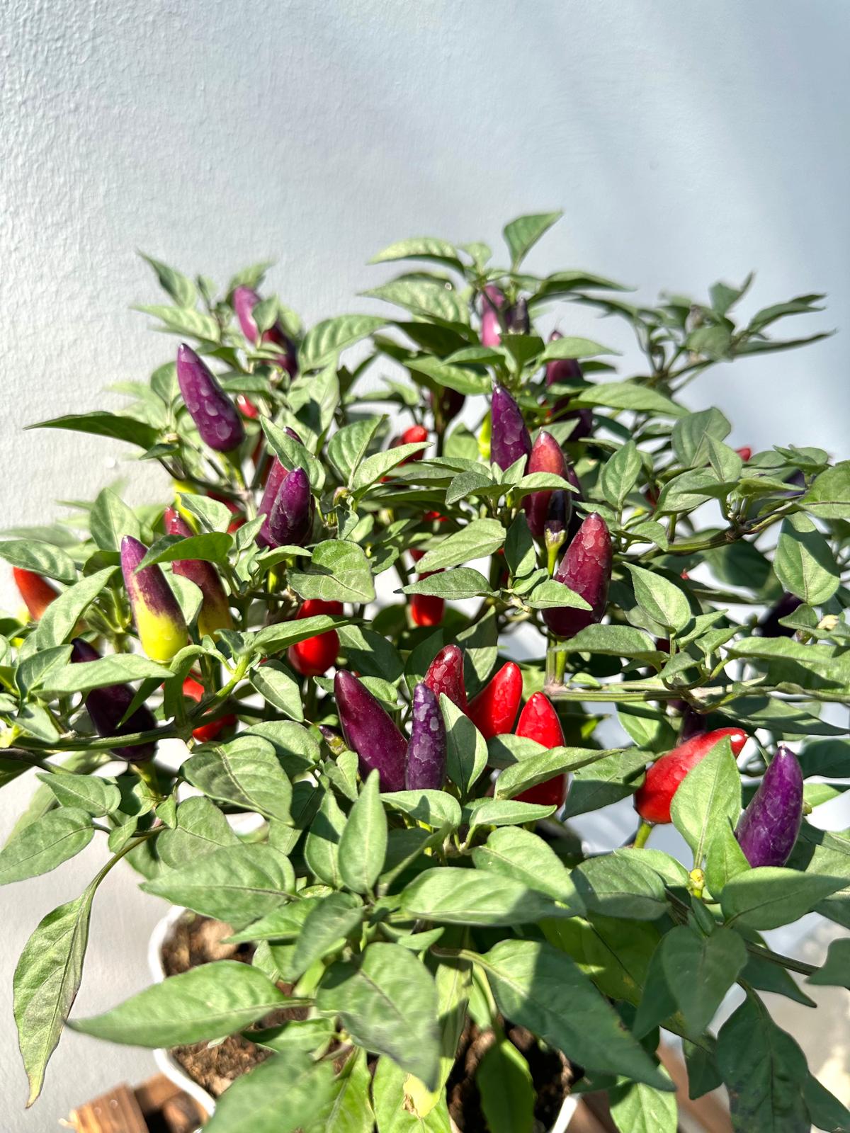 Purple Chilli