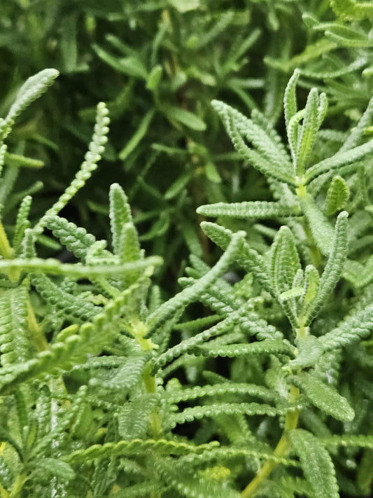 Dentata Lavender