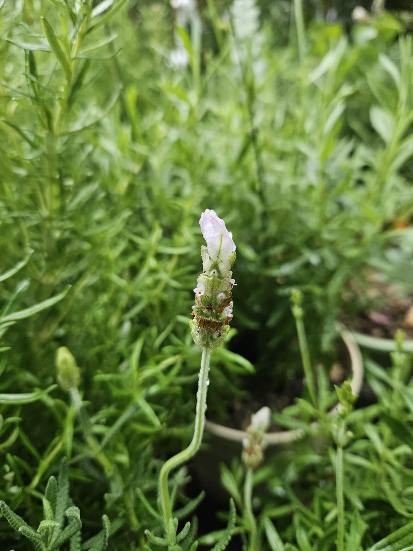 Dentata Lavender