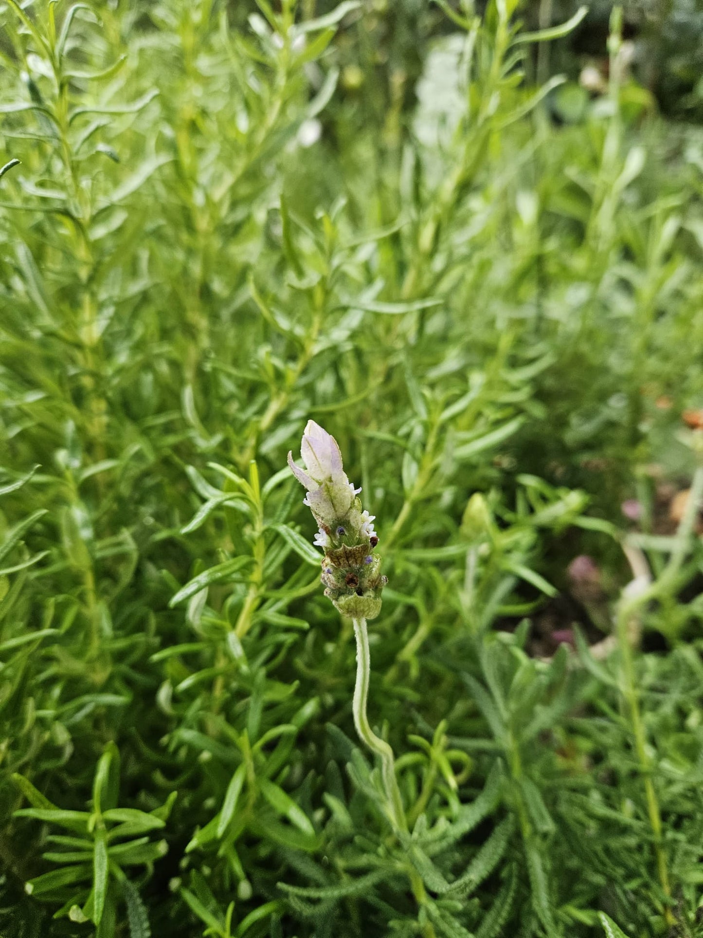 Dentata Lavender