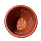 Baba plastic Pot（Medium）