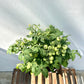 Cherry Tomato
