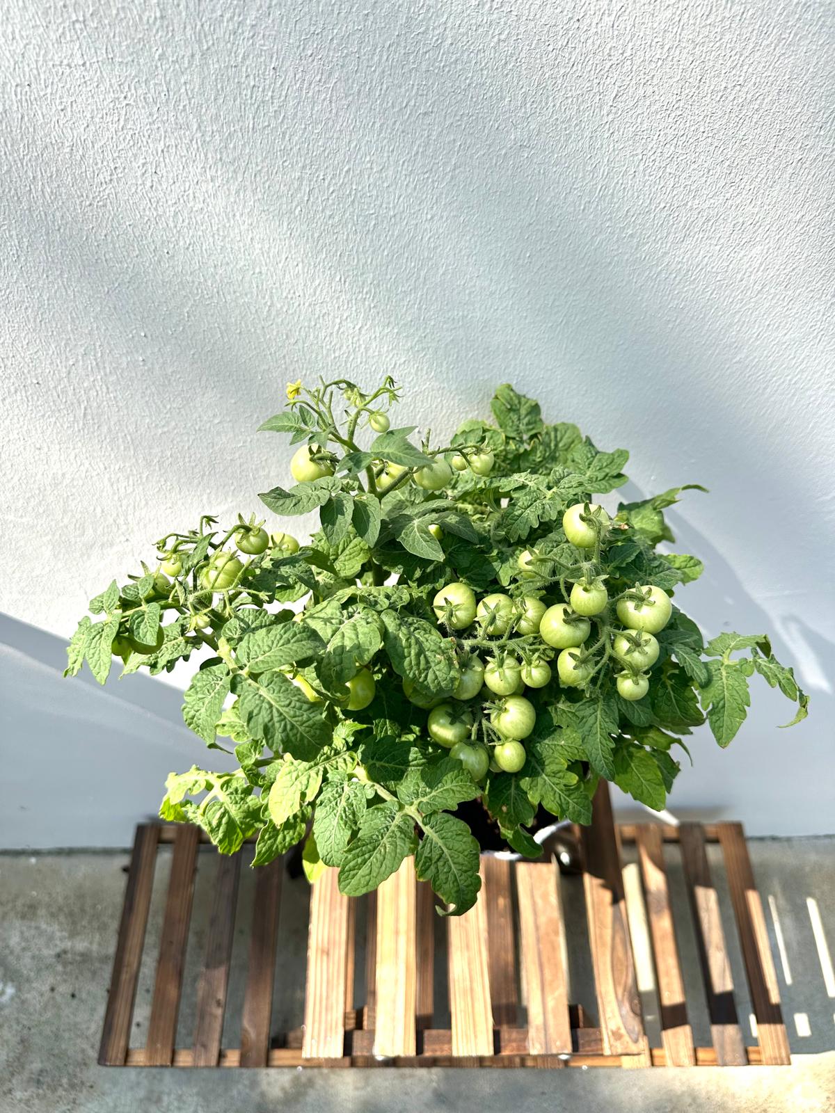 Cherry Tomato
