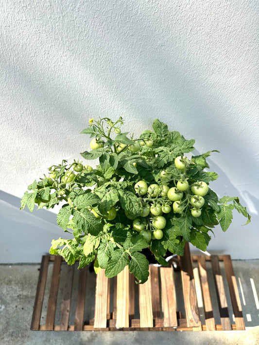 Cherry Tomato